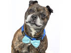 Adopt Mr Miyagi a Brown/Chocolate American Pit Bull Terrier / Mixed Breed