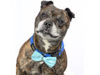 Adopt Mr Miyagi a Brown/Chocolate American Pit Bull Terrier / Mixed dog in