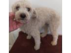 Adopt Sugar a White Bichon Frise / Mixed dog in Waldron, AR (41235339)