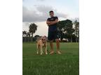 Adopt Diesel a Tan/Yellow/Fawn Mastiff / American Pit Bull Terrier / Mixed dog