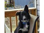 Adopt Tucker a Black - with White Border Collie / Mixed dog in Athens