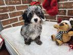 Adopt Pebbles a Merle Australian Shepherd / Poodle (Toy or Tea Cup) / Mixed dog