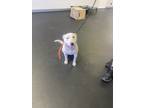 Adopt Luna a White - with Gray or Silver Bull Terrier / Mutt / Mixed dog in