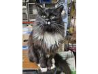 Adopt Ultra a Black (Mostly) Domestic Longhair / Mixed cat in Trevose