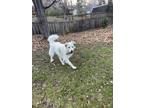 Adopt Cloud a White Great Pyrenees / Mixed dog in St Louis Park, MN (40993497)