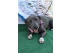 Adopt Gorda a American Pit Bull Terrier / Mixed dog in Los Angeles