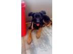 Adopt Stella a Black - with Tan, Yellow or Fawn German Shepherd Dog / Mixed dog
