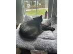 Adopt Kyla a Black (Mostly) Domestic Shorthair / Mixed (short coat) cat in