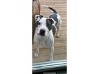 Adopt Dexter a White - with Black Terrier (Unknown Type, Medium) / Mixed dog in