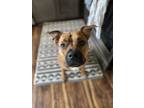 Adopt Nutella a Brown/Chocolate - with White American Pit Bull Terrier /