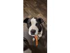 Adopt Hailey a Black - with White American Pit Bull Terrier / Boxer / Mixed dog