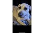 Adopt Beans a Black - with Tan, Yellow or Fawn American Pit Bull Terrier / Mixed