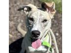 Adopt Autumn a Tan/Yellow/Fawn Shepherd (Unknown Type) / Mixed dog in Atlanta