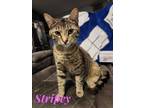 Adopt Stripey a Brown Tabby Domestic Shorthair (short coat) cat in schenectady