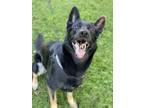 Adopt Nala a Black - with Tan, Yellow or Fawn German Shepherd Dog / Mixed dog in
