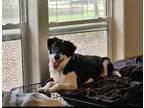 Adopt Suki a Black - with White Border Collie / Great Pyrenees / Mixed dog in