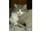 Adopt Meow a White (Mostly) Domestic Longhair / Mixed (long coat) cat in Citrus