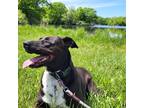 Adopt Lex a Black - with White Labrador Retriever / Mixed dog in Clawson