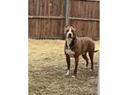 Adopt Gotti a Red/Golden/Orange/Chestnut - with White American Pit Bull Terrier