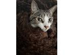Adopt Basker a Gray, Blue or Silver Tabby Tabby / Mixed (short coat) cat in