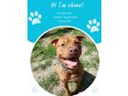 Adopt Chino a Red/Golden/Orange/Chestnut Hound (Unknown Type) / Terrier (Unknown