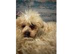 Adopt Blenny a White Poodle (Toy or Tea Cup) / Mixed Breed (Medium) / Mixed
