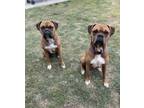 Adopt Tyson & Rocky a Brown/Chocolate - with Tan Boxer / Mixed dog in