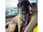 Adopt Charley a Brindle Mastiff / Mastiff / Mixed dog in Wright City