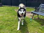 Adopt ROCKET a Black Siberian Husky / Mixed dog in Tustin, CA (41182824)