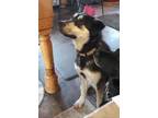 Adopt Guppy a Black - with Tan, Yellow or Fawn Husky / Mixed dog in Yreka