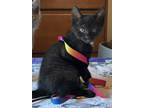 Adopt Opal a Black (Mostly) Domestic Shorthair (short coat) cat in New York