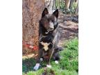 Adopt Smokey a Black - with White Schipperke / Mixed dog in Mississsauga