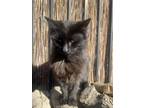 Adopt Binx a All Black Domestic Mediumhair / Mixed (medium coat) cat in San