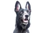 Adopt BRONX a Black German Shepherd Dog / Mixed dog in Pasadena, CA (41234628)