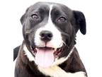 Adopt SLICK RICK a Gray/Silver/Salt & Pepper - with White Pit Bull Terrier /
