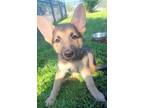 Adopt Baby Sheps a Black - with Tan, Yellow or Fawn German Shepherd Dog / Mixed