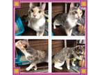 Adopt KAT a Calico or Dilute Calico Domestic Shorthair (short coat) cat in