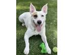 Adopt Plum a White - with Brown or Chocolate Shepherd (Unknown Type) /