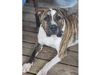 Adopt Chance a Brindle - with White American Pit Bull Terrier / Catahoula