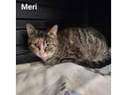 Adopt Meri a Gray or Blue Domestic Shorthair / Domestic Shorthair / Mixed cat in