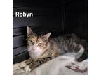 Adopt Robyn a Gray or Blue Domestic Shorthair / Mixed Breed (Medium) / Mixed