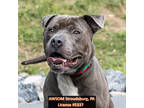 Adopt Rego a Gray/Blue/Silver/Salt & Pepper Terrier (Unknown Type