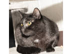 Adopt Liam a All Black Domestic Shorthair / Domestic Shorthair / Mixed cat in