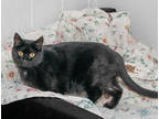 Adopt Gretal a All Black Domestic Shorthair / Domestic Shorthair / Mixed cat in
