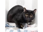 Adopt Evie a All Black Domestic Shorthair / Domestic Shorthair / Mixed cat in