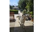 Adopt OAKLEY a White Husky / Mixed dog in La Canada, CA (41234645)