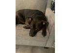 Adopt Luna a Brown/Chocolate - with White Labrador Retriever / Mixed dog in