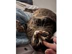 Adopt Mochi a Spotted Tabby/Leopard Spotted Tabby / Mixed (short coat) cat in