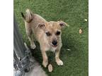 Adopt Anusha a Tan/Yellow/Fawn Terrier (Unknown Type, Small) / Mixed dog in