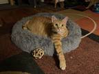 Adopt Oscar a Orange or Red Tabby American Shorthair / Mixed (short coat) cat in